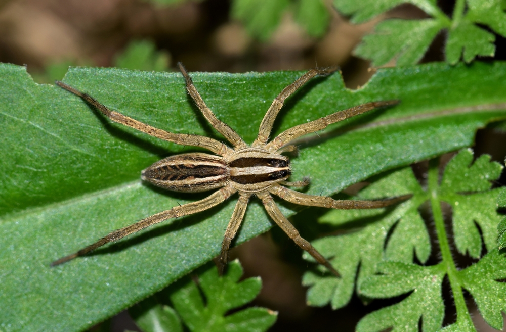 Wolf spiders love the color green, study shows • Earth.com
